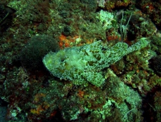 las especies se mimetizan con las rocas